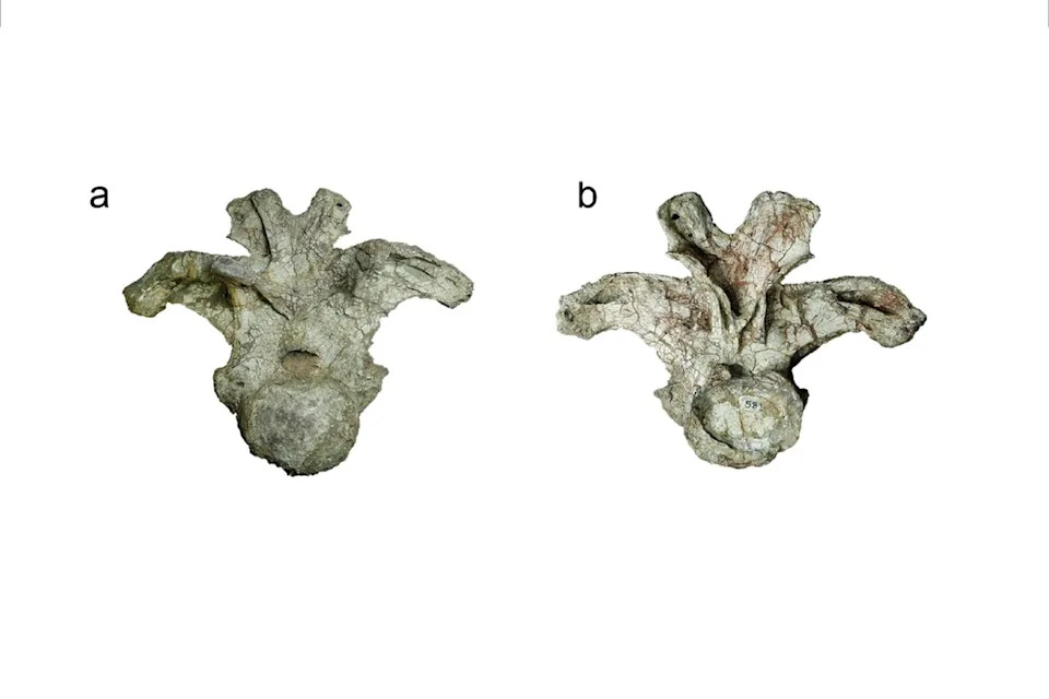 Otkriven Uragasaurus Kalasinensis — Dinosaur Sa Vratom Do 66 Stopa (≈20 m)