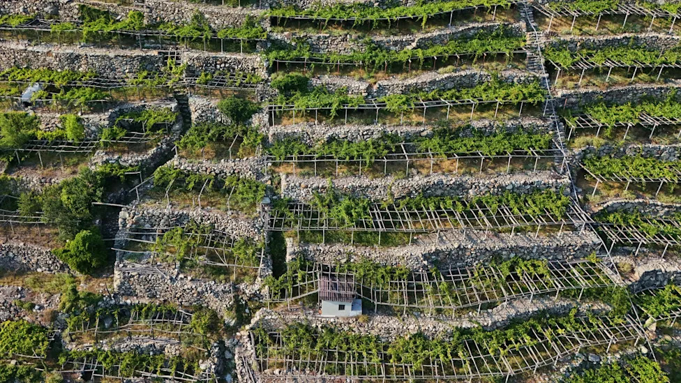 Alarm u vinogradima: Japanski hruščak se širi severnom Italijom i ugrožava prinose