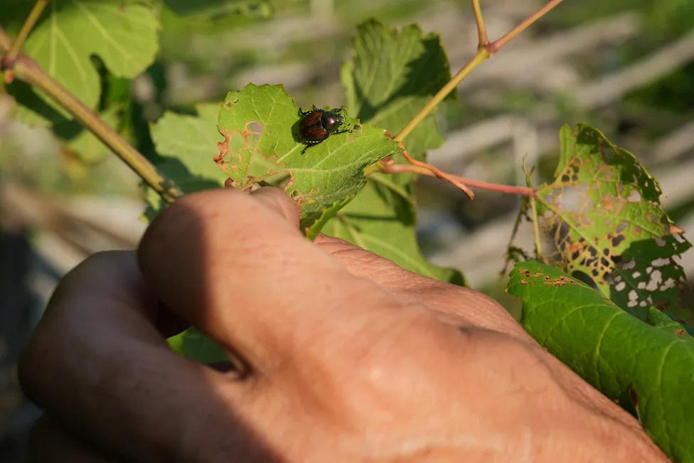 Alarm u vinogradima: Japanski hruščak se širi severnom Italijom i ugrožava prinose
