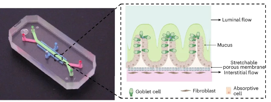Inflamatorna bolest creva reproducirana na čipu: Colon Chip otkriva ključnu ulogu fibroblasta