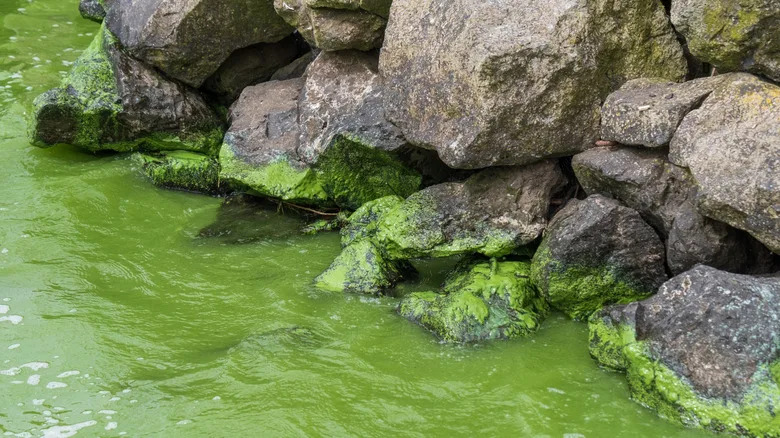Lough Neagh U Opasnosti: Kako Cijanobakterije Guše Najveće Jezero Ujedinjenog Kraljevstva