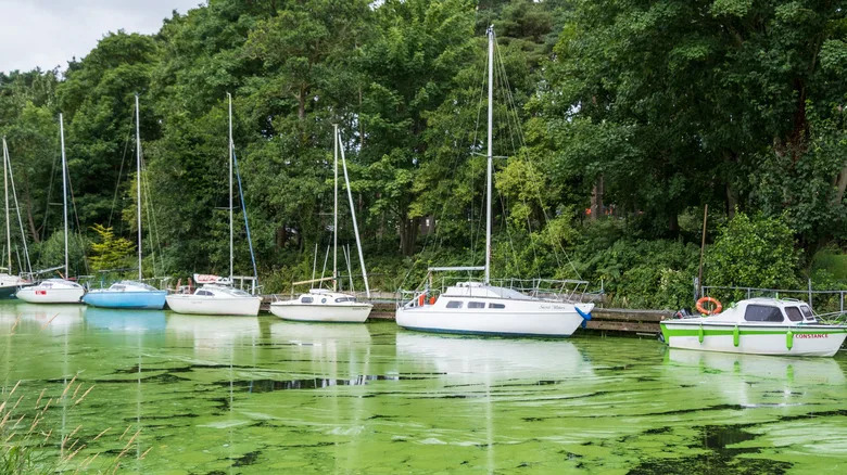 Lough Neagh U Opasnosti: Kako Cijanobakterije Guše Najveće Jezero Ujedinjenog Kraljevstva