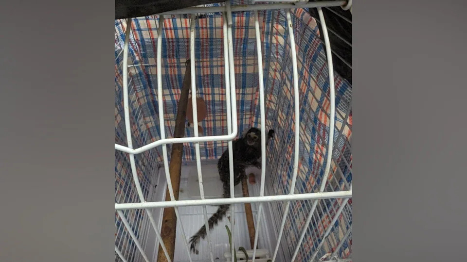 Marmozet Napušten u Kariranoj Vreći Na Autobusu u Kensal Riseu — RSPCA Spašava Ženku I Istražuje