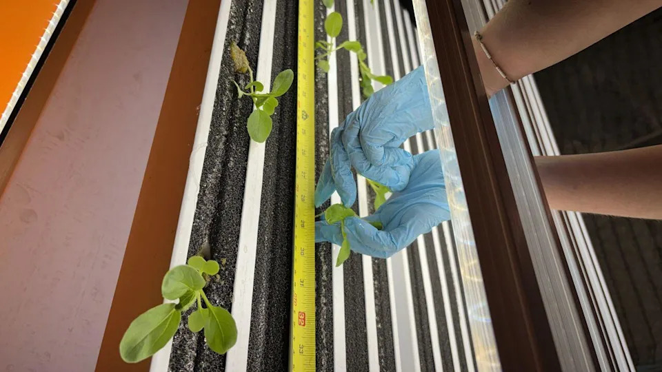 Najdublja Vertikalna Farma Na Svetu: Salata I Pak Čoi Rastu 1,1 km Pod Zemljom