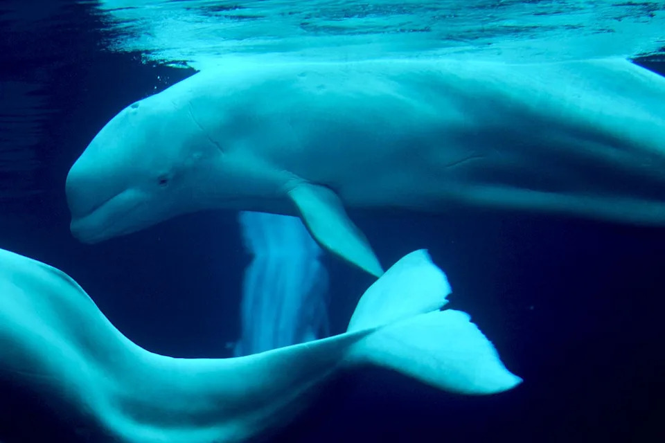 Spas Na Krilima Aviona: Šest beluga iz Marinelanda Počelo Prebacivanje u SAD