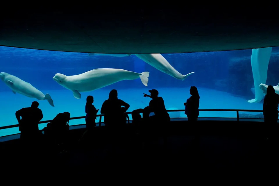 Spas Na Krilima Aviona: Šest beluga iz Marinelanda Počelo Prebacivanje u SAD