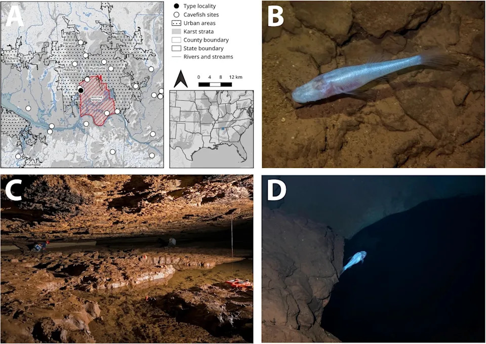 Otkrivena „demonska“ pećinska riba bez očiju u Alabami — Demogorgonichthys arcanus