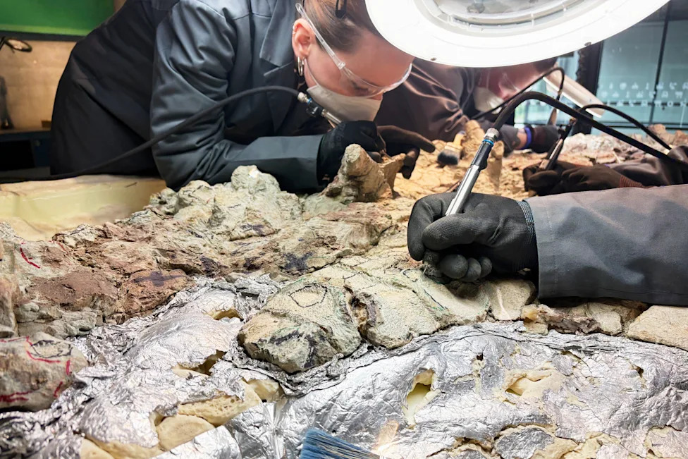 Više od 2.000 volontera u Koperniku zajedno restaurira ogroman kostur mastodonsaurusa