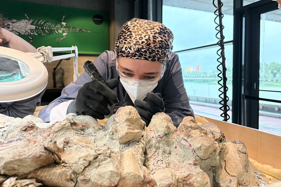 Više od 2.000 volontera u Koperniku zajedno restaurira ogroman kostur mastodonsaurusa