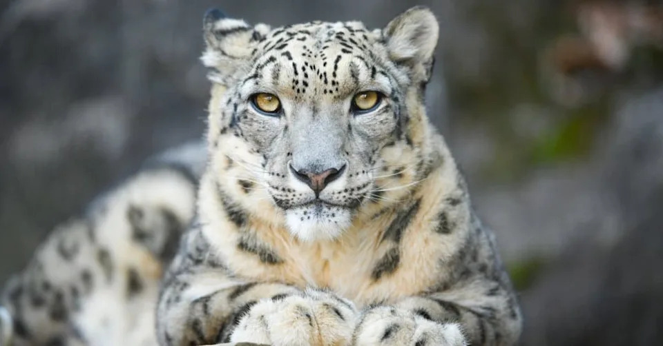 Opasna Gljiva U Zemlji: Dva Snežna Leoparda U Kalifornijskom Utočištu Dijagnostikovana Sa Valley Fever