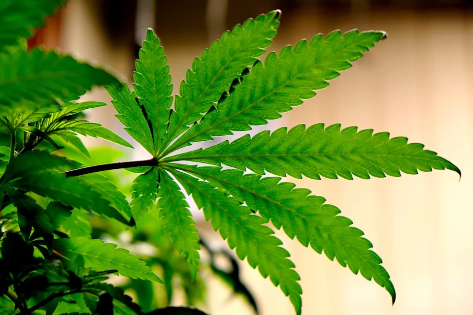 Senate Democrats Reintroduce Bill to Legalize Cannabis Nationwide — Fetterman Among Sponsors