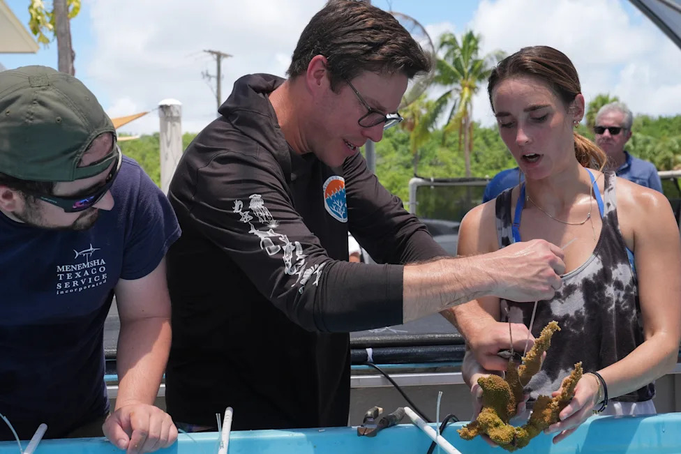 Florida Scientists Move 30 Endangered Elkhorn Coral Ashore Ahead of Potentially Severe Bleaching
