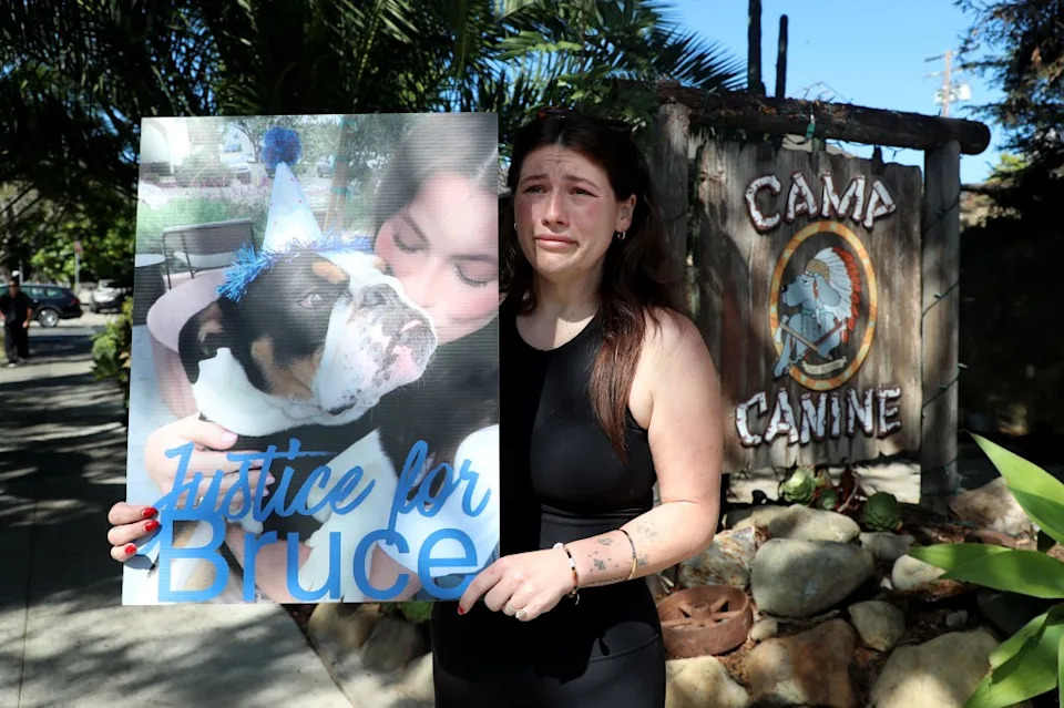 Community Protests After English Bulldog 'Bruce' Allegedly Drowns At Santa Barbara Daycare