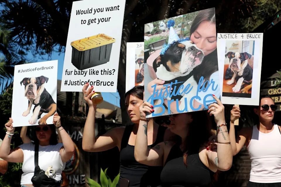Community Protests After English Bulldog 'Bruce' Allegedly Drowns At Santa Barbara Daycare