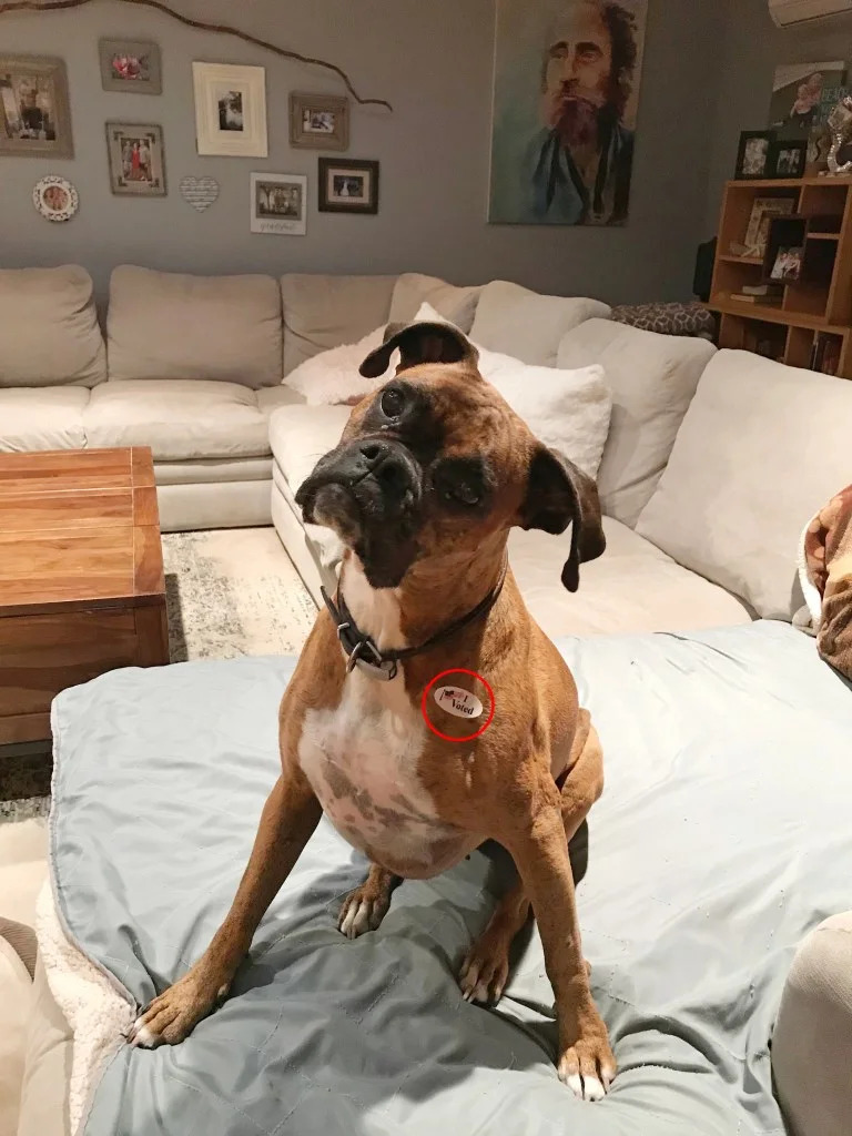 Voting Dogs, 'Harmless' Socialists, and the Limits of AI