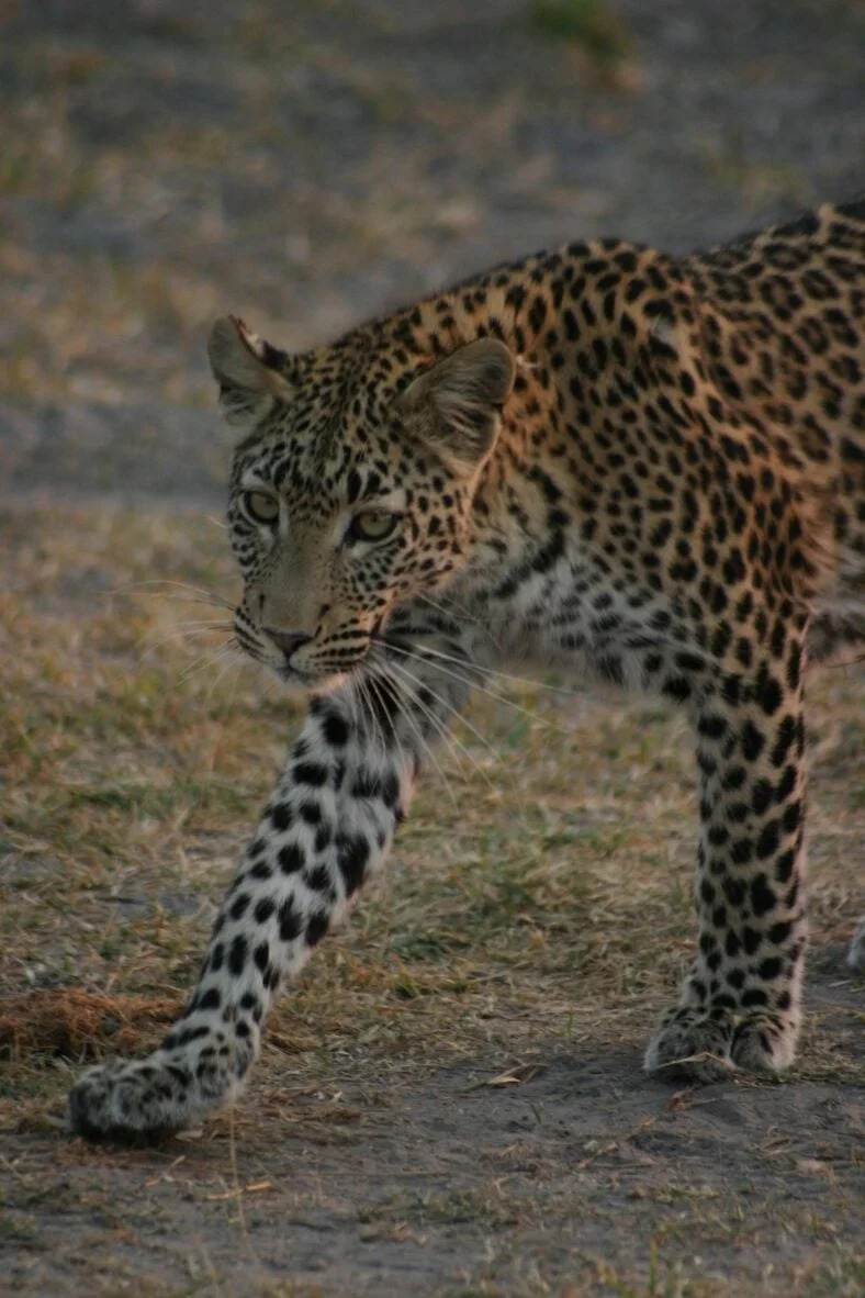 Leopard Upao U Prodavnicu Pića U Rajasthanu — Prodavac Jedva Preživeo, Životinja Uspavana