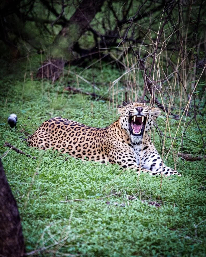 Leopard Upao U Prodavnicu Pića U Rajasthanu — Prodavac Jedva Preživeo, Životinja Uspavana