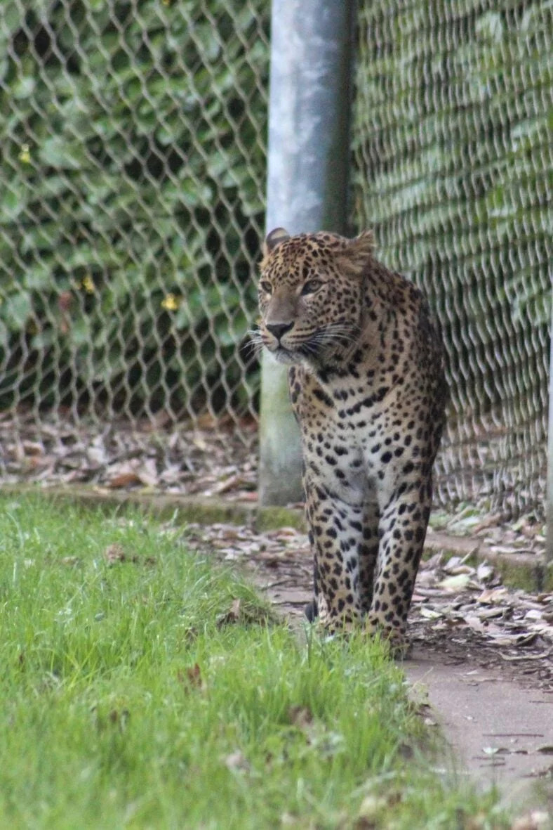 Leopard Upao U Prodavnicu Pića U Rajasthanu — Prodavac Jedva Preživeo, Životinja Uspavana