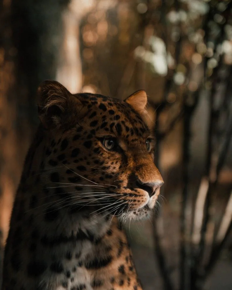 Leopard Upao U Prodavnicu Pića U Rajasthanu — Prodavac Jedva Preživeo, Životinja Uspavana