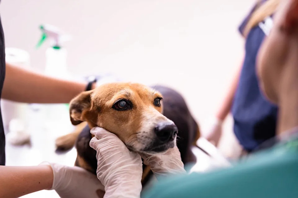 CVS Now Fills Pet Prescriptions at Nearly 9,000 U.S. Stores — Easier Pickup, Delivery and App Management