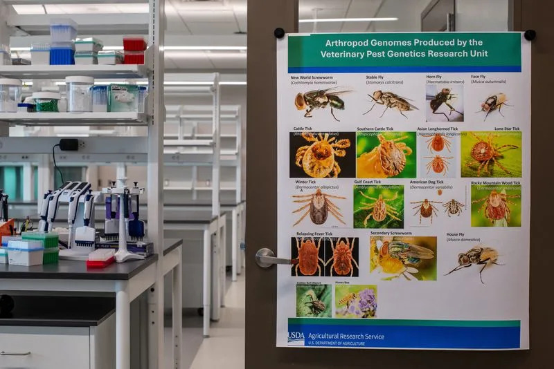 Počinju otvoreni testovi GMO muva NovoFly u Panami — nova nada u borbi protiv 