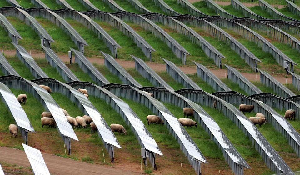 Volkswagen Poznań Zaposlio 100 Ovaca — Ovce Zamenjuju Kosilice Na Solarnoj Elektrani