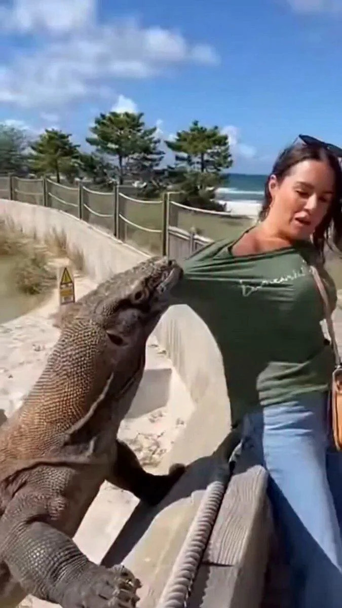 Provereno: Viralni „napad“ Komodo zmaja Je FAKE — Video Verovatno Generisan Veštačkom Inteligencijom