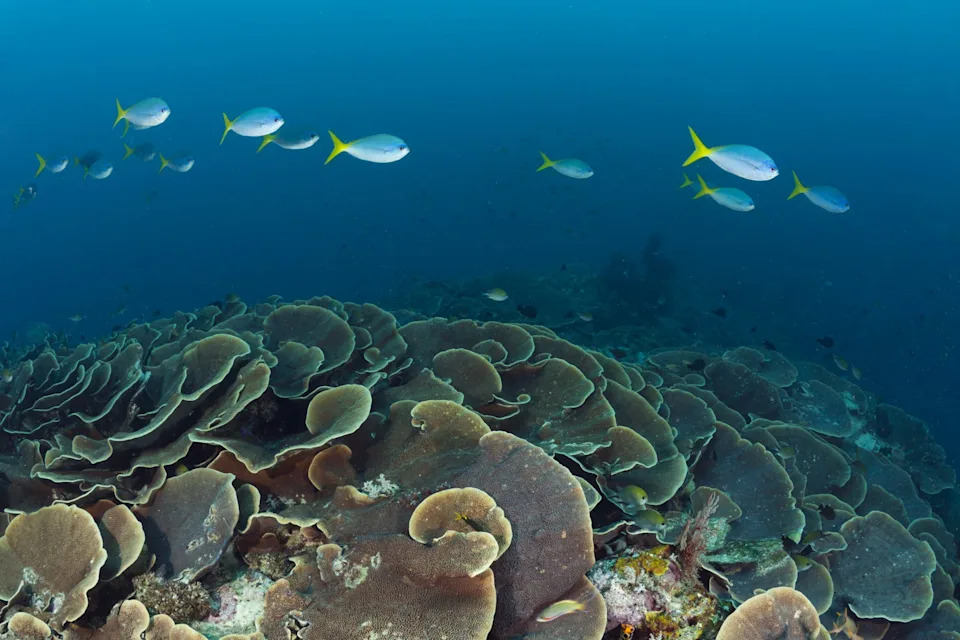 Mesophotic Coral Reef Rediscovered Off Benin After 60 Years