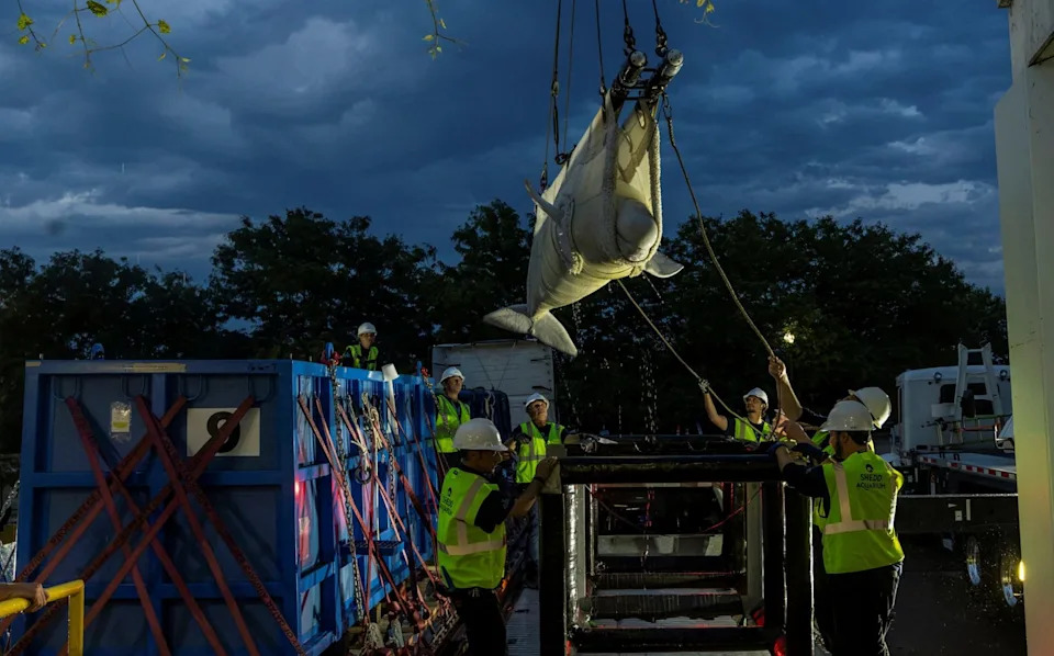 Četiri beluge prevezene avionom iz Toronta u Čikago u spasilačkoj akciji