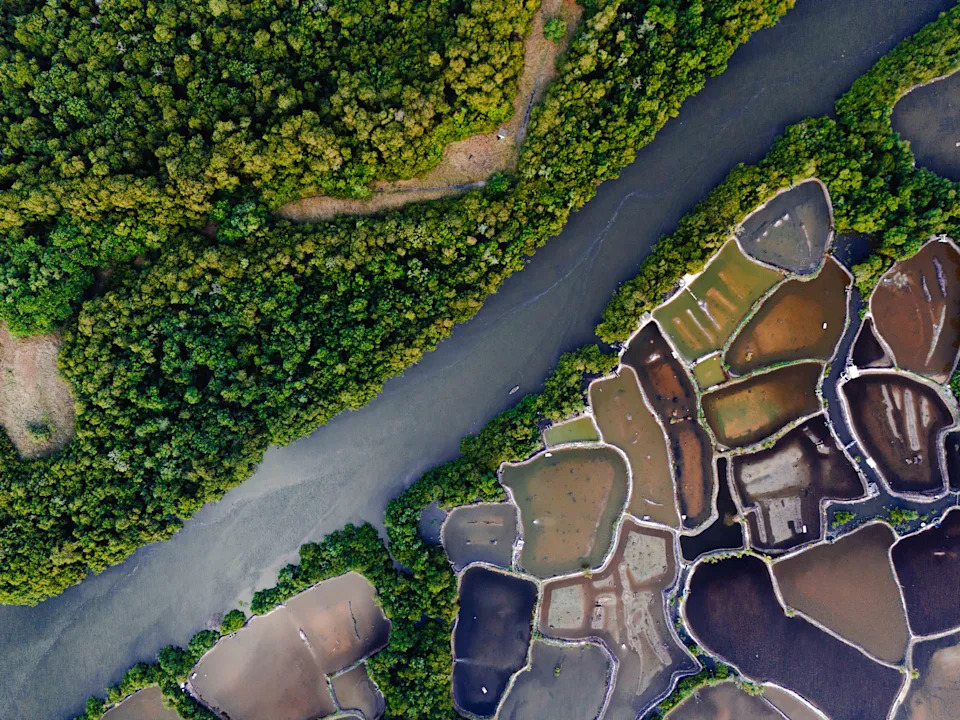 Glowing 'Ghost Net' Wins Mangrove Photography Award — Spotlight on Threat to Coastal Forests