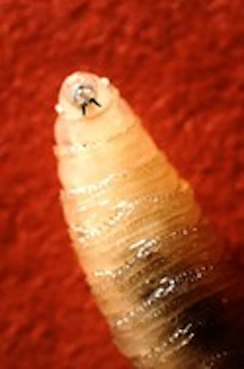 Screwworms Return to the U.S.: Colorado Prepares as Pest Moves North from Texas