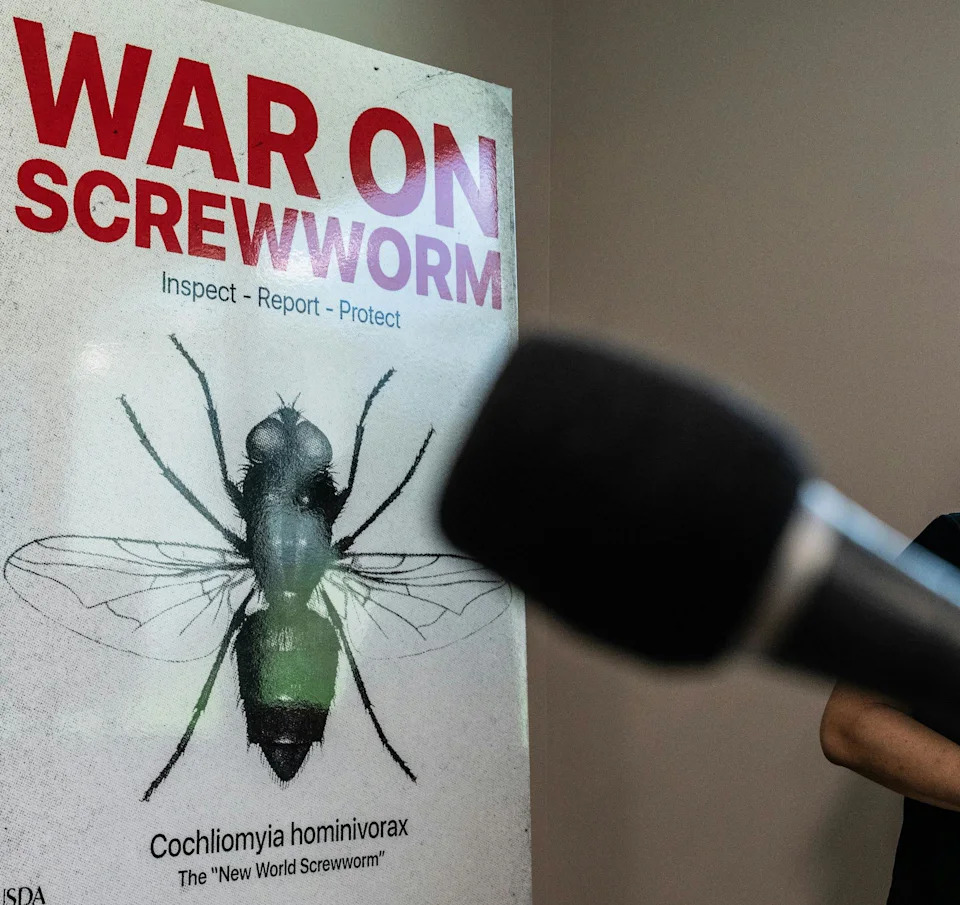 Screwworms Return to the U.S.: Colorado Prepares as Pest Moves North from Texas