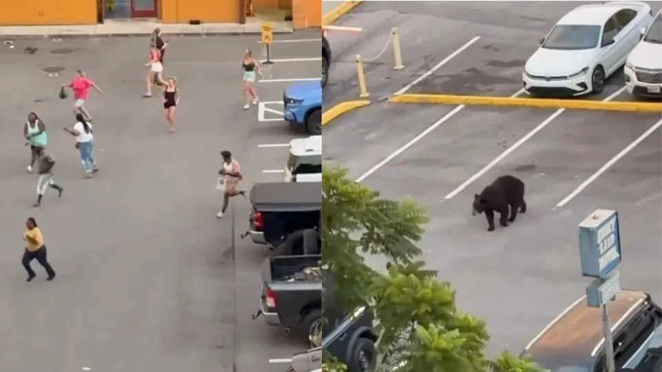 Viral Video: Black Bear Casually Walks Through Gatlinburg Parking Lot While Visitors Flee