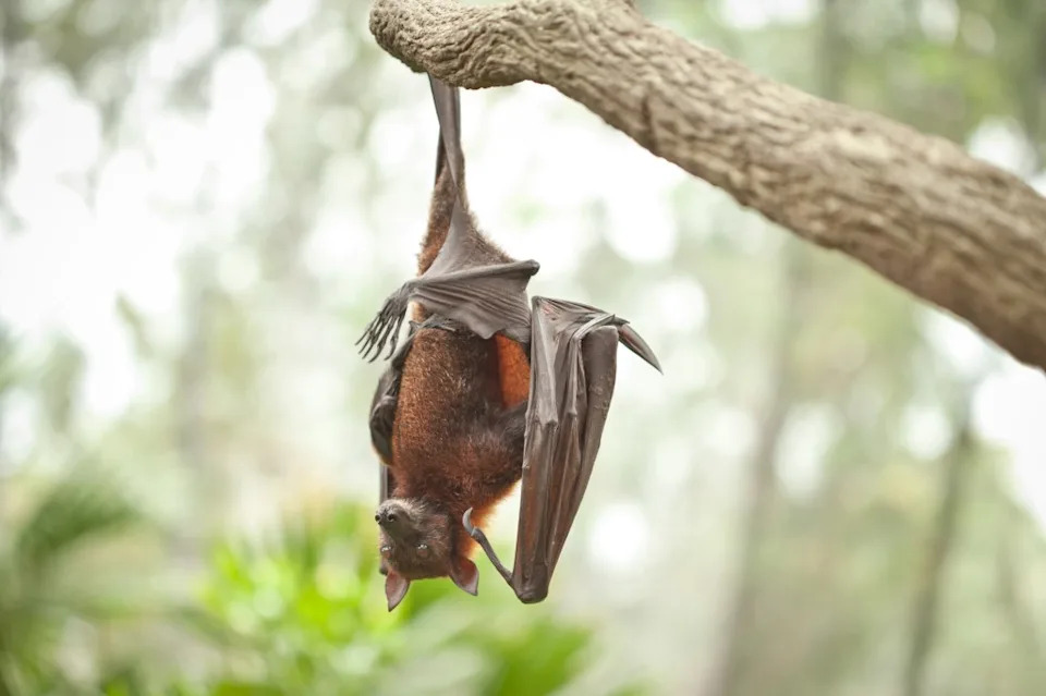 San Diego Diners Warned After Rabid Bat Lands On Deli Table
