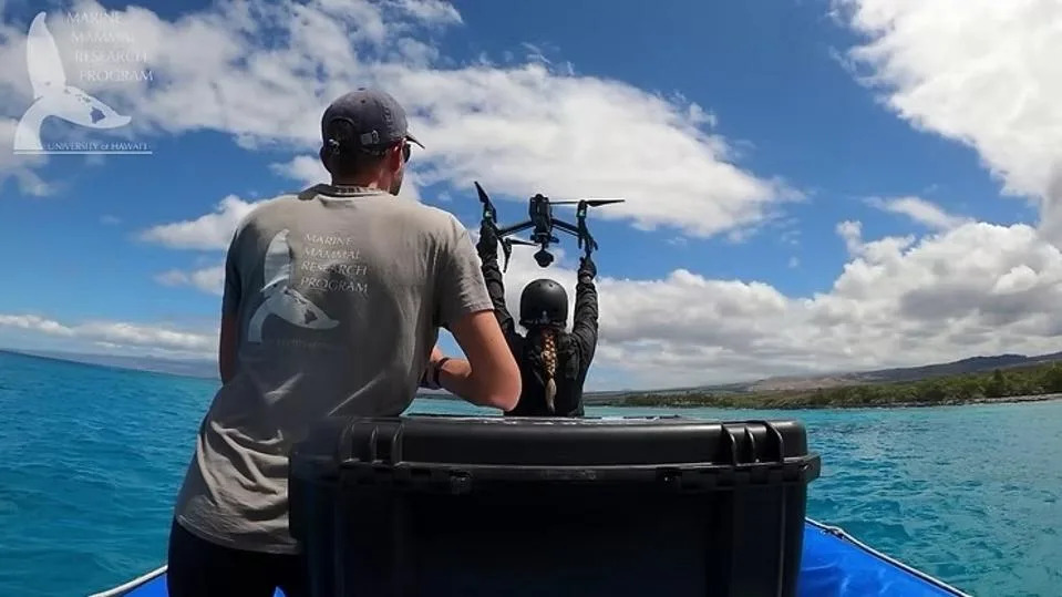 Tourism May Be Reducing Birth Rates in Hawaiian Spinner Dolphins, Study Warns