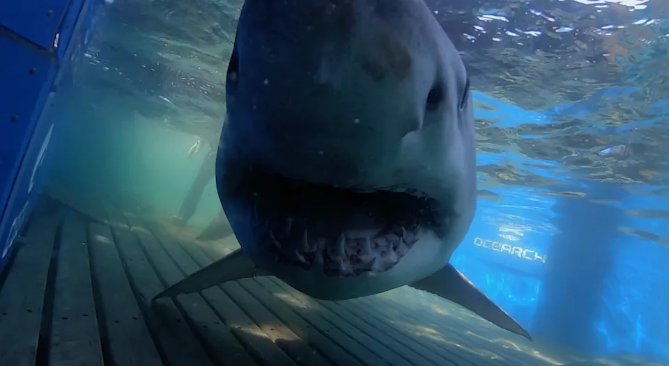 Massive 1,400+ lb Great White “Breton” Surprises Scientists After Pinging Off Eastern Florida