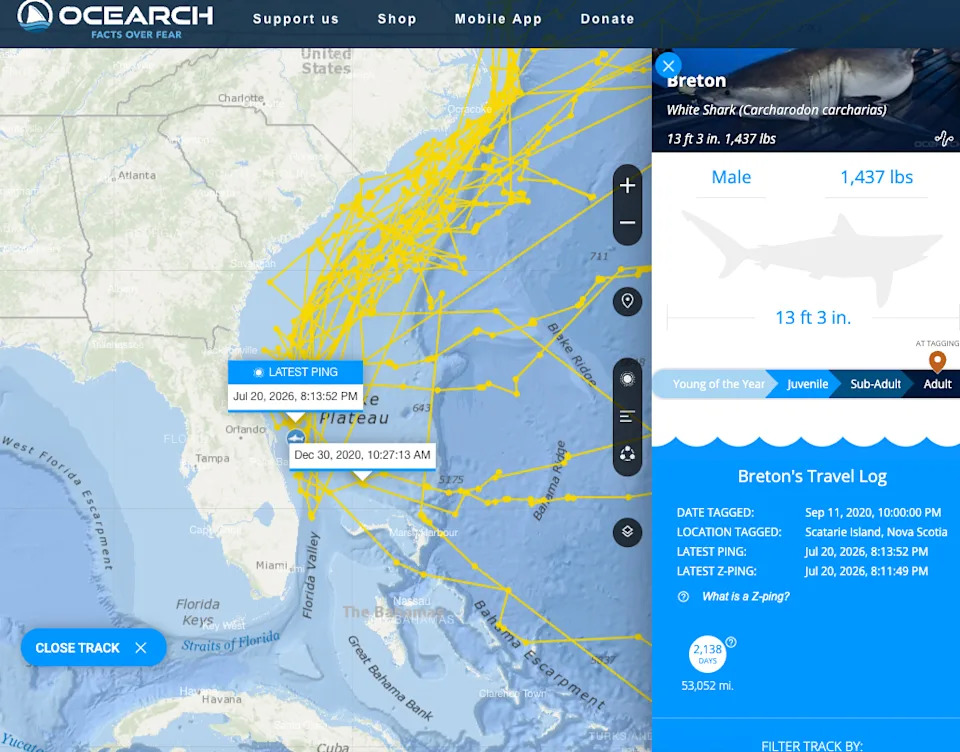 Massive 1,400+ lb Great White “Breton” Surprises Scientists After Pinging Off Eastern Florida