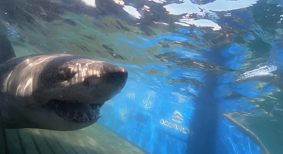 Massive 1,400+ lb Great White “Breton” Surprises Scientists After Pinging Off Eastern Florida