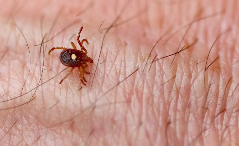 Bourbon Virus Found in New York Lone Star Tick — Researchers Warn Cases May Be Underdiagnosed