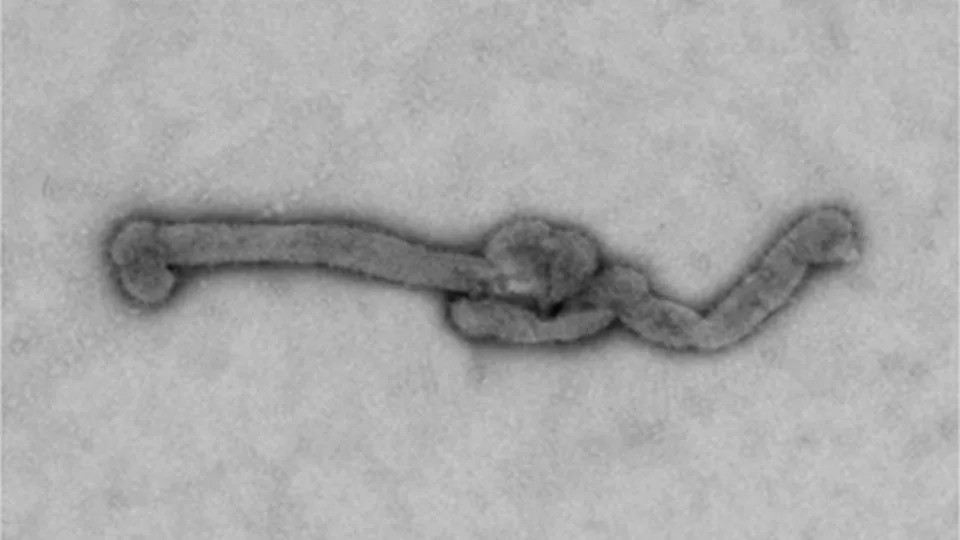 Bourbon Virus Found in New York Lone Star Tick — Researchers Warn Cases May Be Underdiagnosed