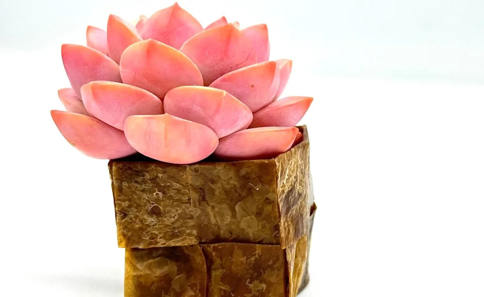 Living Textiles: Researchers Turn Fungi Into Self‑Regenerating Fabrics