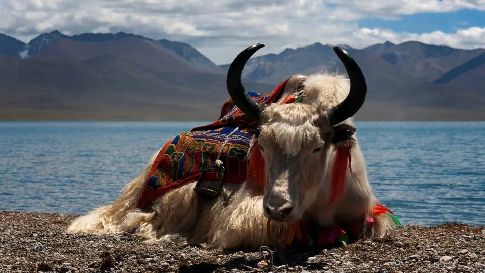 Klonovi jakova u Tibetu: naučni proboj ili etički rizik?