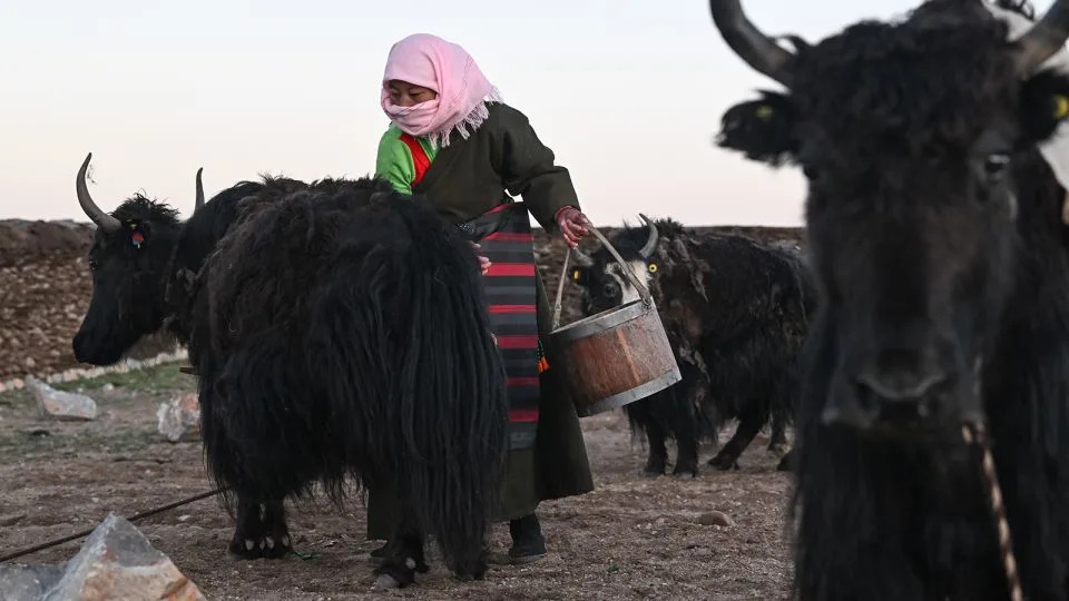Klonovi jakova u Tibetu: naučni proboj ili etički rizik?