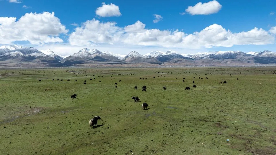Klonovi jakova u Tibetu: naučni proboj ili etički rizik?