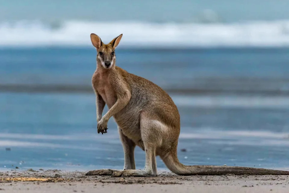 Rice-Sized Fossil Teeth Reveal a New Branch on the Marsupial Family Tree — Keeunamorphia