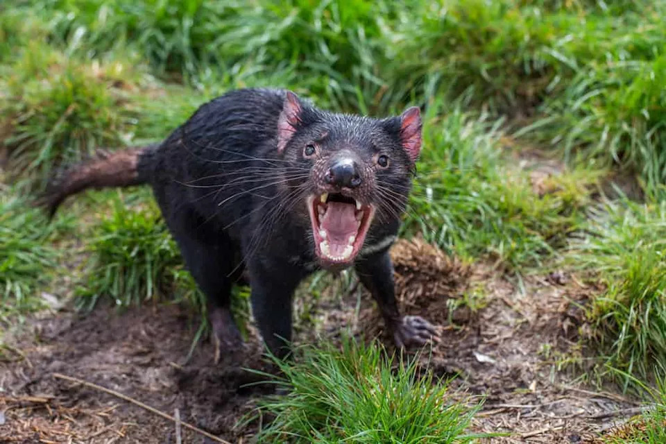 Rice-Sized Fossil Teeth Reveal a New Branch on the Marsupial Family Tree — Keeunamorphia