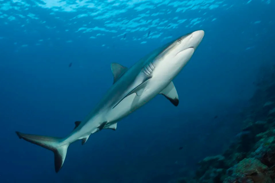 Citizen Photos Reveal 44 Shark and Ray Species Along Mozambique’s Coast