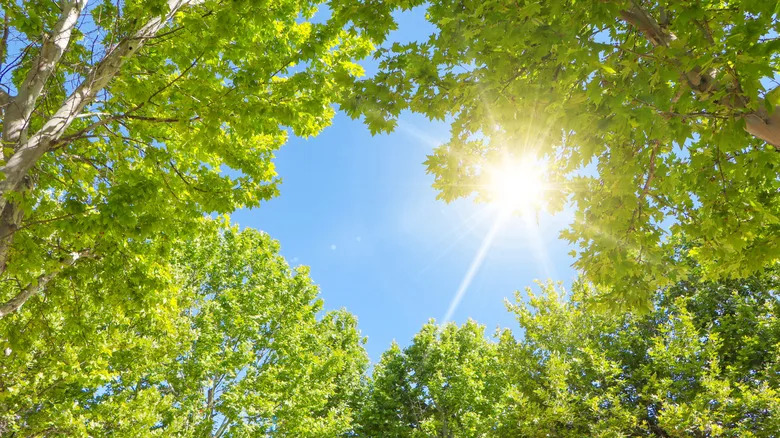 NASA Explains Why the Sun Is Called a 'Yellow Dwarf' — But Isn't Actually Yellow