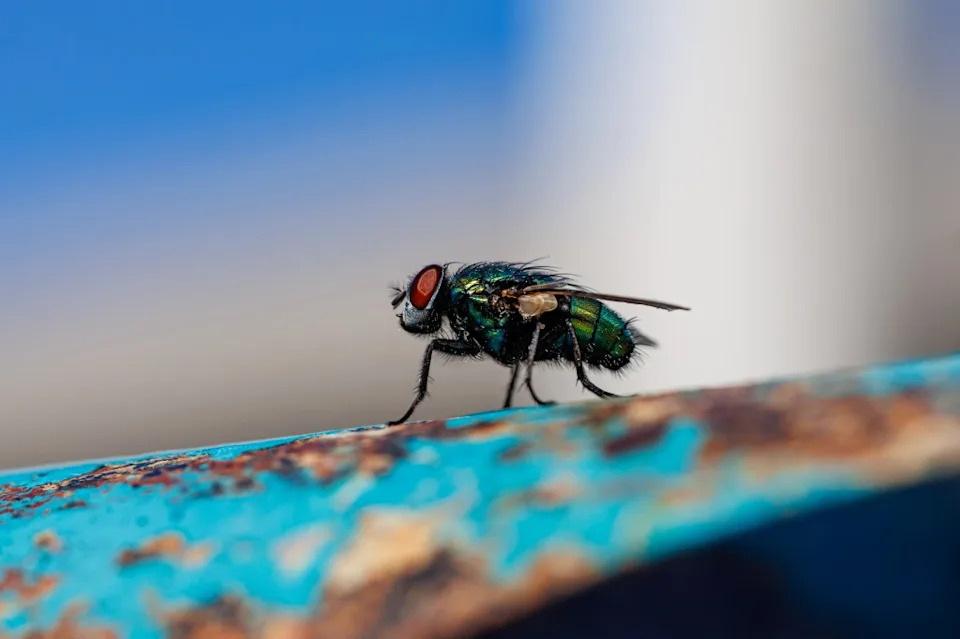 Rotting Meat at Boyle Heights Warehouse Sparks Fly Swarms and Myiasis Fears