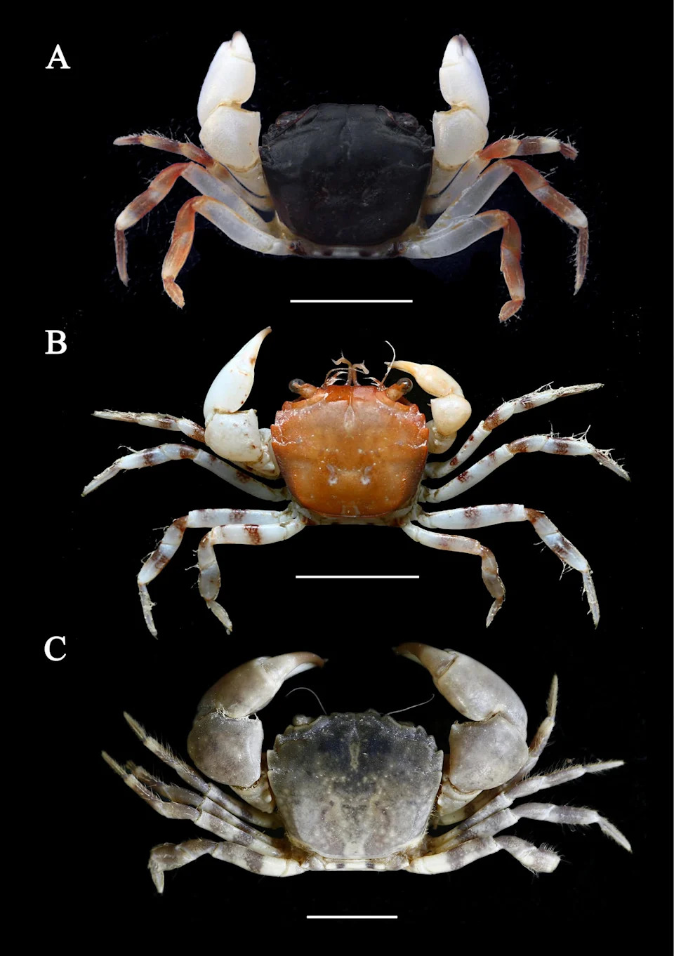 Hidden Under Rocks: Tiny South China Sea Crab Revealed as New Species, Eucrate liui